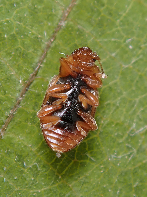 uno difficile (per me):  Coccidula rufa (Coccinellidae)